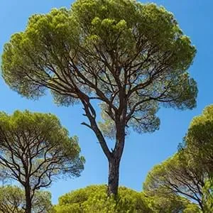 Boostaro pine bark ingredient